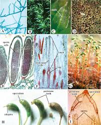 Attēlu rezultāti vaicājumam “Pleurocarpous mosses sporophyte”