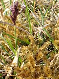 Attēlu rezultāti vaicājumam “Sesleria caerulea leaf”
