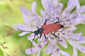 Attēlu rezultāti vaicājumam “Anastrangalia sanguinolenta”
