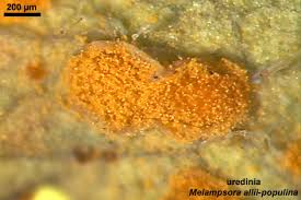 Attēlu rezultāti vaicājumam “Melampsora populnea”