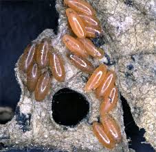 Attēlu rezultāti vaicājumam “Libellula quadrimaculata eggs”