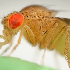 Attēlu rezultāti vaicājumam “Drosophila melanogaster”