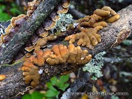 Attēlu rezultāti vaicājumam “Hypocreopsis lichenoides”