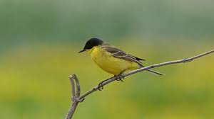 Attēlu rezultāti vaicājumam “Motacilla flava flava”