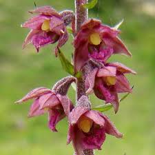 Attēlu rezultāti vaicājumam “Epipactis atrorubens flower”