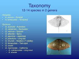 Image result for Gymnura natalensis