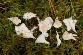 Attēlu rezultāti vaicājumam “Sistotrema confluens”