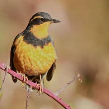 Image result for Ixoreus naevius