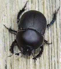 Attēlu rezultāti vaicājumam “Geotrupes”