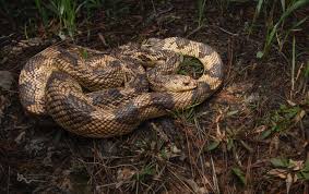 Attēlu rezultāti vaicājumam “Serpoleskea confervoides”