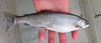 Image result for Salvelinus alpinus oquassa