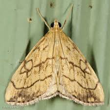 Attēlu rezultāti vaicājumam “Evergestis pallidata”