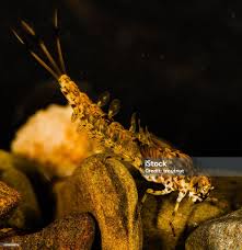 Attēlu rezultāti vaicājumam “Siphlonurus”