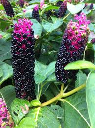 Attēlu rezultāti vaicājumam “Phytolaccaceae”