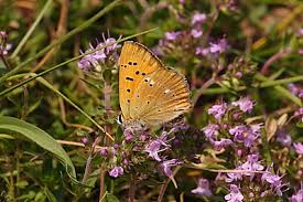 Attēlu rezultāti vaicājumam “Lycaena virgaureae”