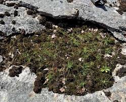 Attēlu rezultāti vaicājumam “Pseudocalliergon turgescens”