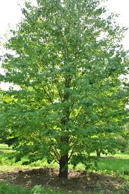 Attēlu rezultāti vaicājumam “Cercidiphyllum japonicum flower”