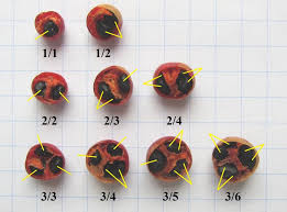 Attēlu rezultāti vaicājumam “Asparagus officinalis fruit”