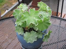 Attēlu rezultāti vaicājumam “Alchemilla subcrenata”