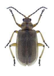 Attēlu rezultāti vaicājumam “Galerucella nymphaeae”