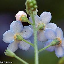 Attēlu rezultāti vaicājumam “Myosotis scorpioides bud”
