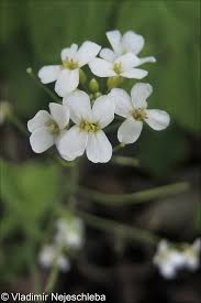 Attēlu rezultāti vaicājumam “Cardaminopsis arenosa leaf”