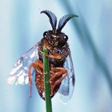Attēlu rezultāti vaicājumam “Diprionidae cocoon”