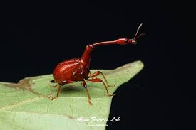 Attēlu rezultāti vaicājumam “Attelabidae”