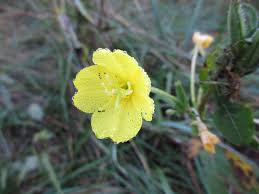 Attēlu rezultāti vaicājumam “Oenothera biennis flower”
