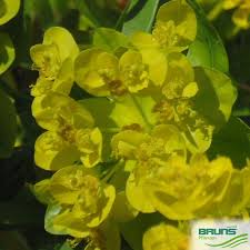 Attēlu rezultāti vaicājumam “Euphorbia palustris flower”