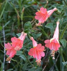 Attēlu rezultāti vaicājumam “Epilobium roseum flower”