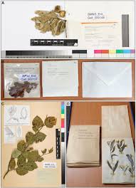 Attēlu rezultāti vaicājumam “Rabdophaga heterobia”