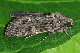 Attēlu rezultāti vaicājumam “Acronicta rumicis”