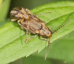 Attēlu rezultāti vaicājumam “Aphelia viburniana”