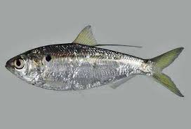 Image result for Dorosoma cepedianum