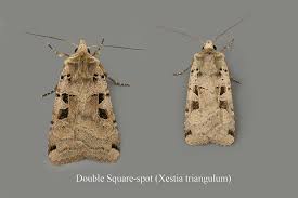 Attēlu rezultāti vaicājumam “Xestia triangulum”