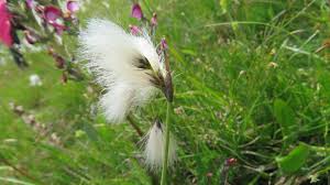 Attēlu rezultāti vaicājumam “Eriophorum latifolium flower”