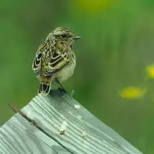 Attēlu rezultāti vaicājumam “Saxicola rubetra adult”