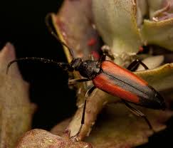Attēlu rezultāti vaicājumam “Stenurella melanura”