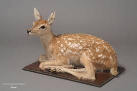 Attēlu rezultāti vaicājumam “Cervus elaphus”