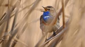 Attēlu rezultāti vaicājumam “Luscinia svecica”