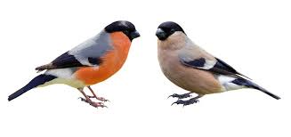 Attēlu rezultāti vaicājumam “Pyrrhula pyrrhula”