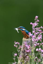 Attēlu rezultāti vaicājumam “Alcedo atthis adult”