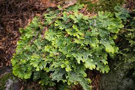 Attēlu rezultāti vaicājumam “Lobaria pulmonaria”