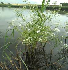 Attēlu rezultāti vaicājumam “Oenanthe aquatica”