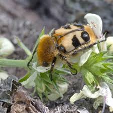 Attēlu rezultāti vaicājumam “Trichius fasciatus imago”