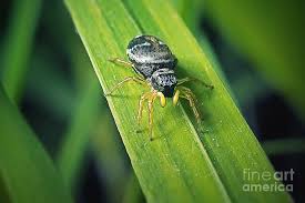 Attēlu rezultāti vaicājumam “Heliophanus sp.”