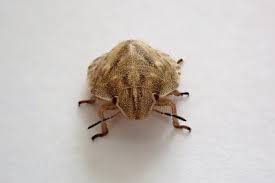 Attēlu rezultāti vaicājumam “Eurygaster testudinaria imago”