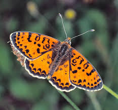 Attēlu rezultāti vaicājumam “Melitaea didyma male”