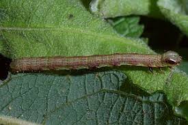 Attēlu rezultāti vaicājumam “Macaria alternata”